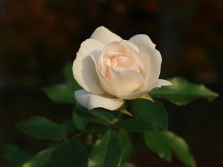白いバラ 白いバラの写真