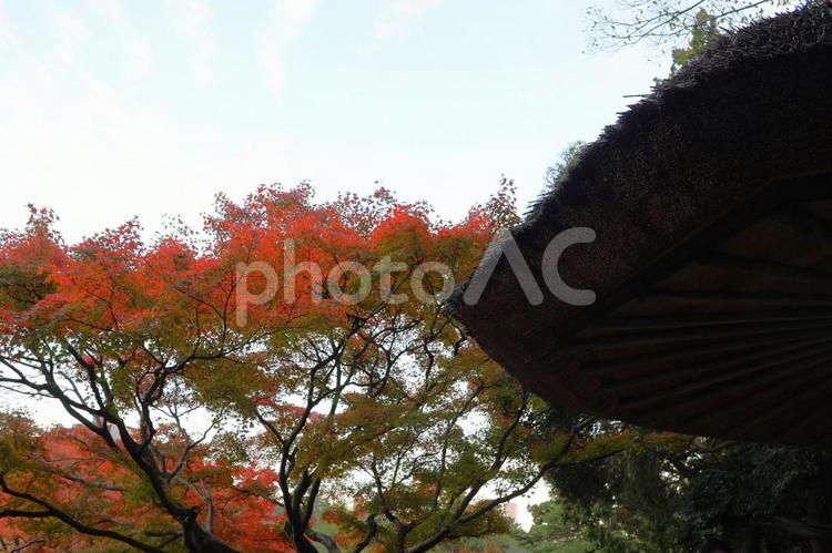 １１月下旬の栗林公園の日中の紅葉 背景,紅葉,きれいの写真素材