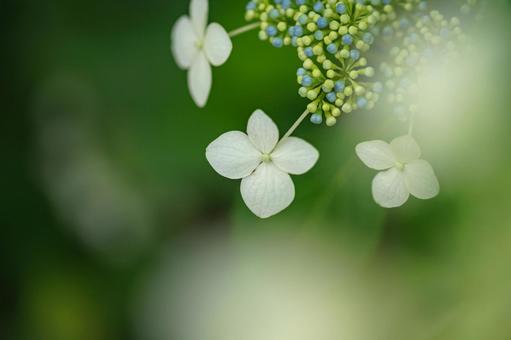 梅雨時期のあじさいの花 梅雨時期のあじさいの花の写真