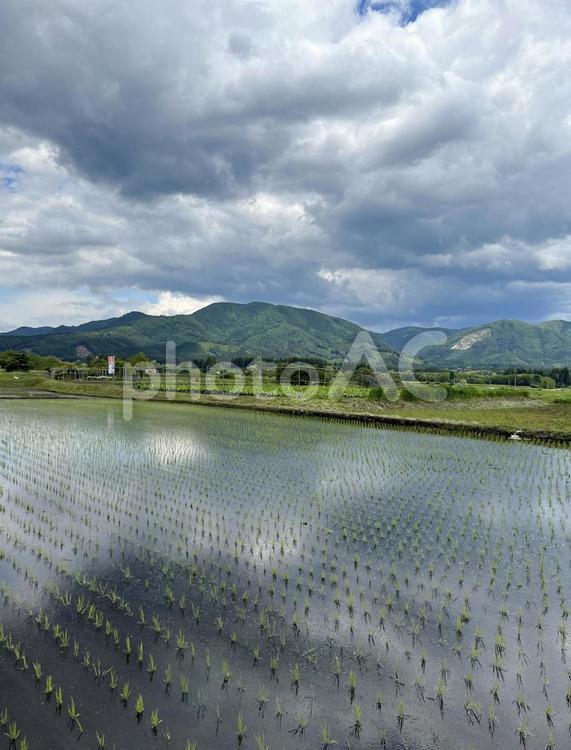 水田〜田植え〜山間の田園風景 水田,田園風景,田植えの写真素材