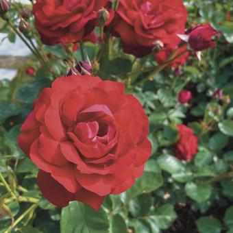 Flower Flowerの写真