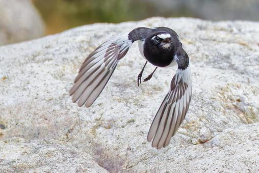 獲物を追いかけるセグロセキレイ セグロセキレイ,背黒鶺鴒,セキレイの写真素材