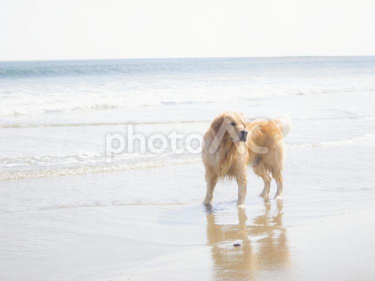 海と犬 ゴールデンレトリバー,海,犬の写真素材
