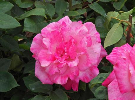 バラ ファースト・フェデラルズ・ルネッ~の写真