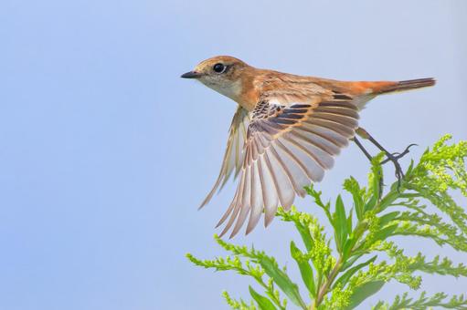 羽ばたいて飛び出すノビタキ 羽ばたいて飛び出すノビタキ ノビタキ,野鶲,渡り鳥の写真素材