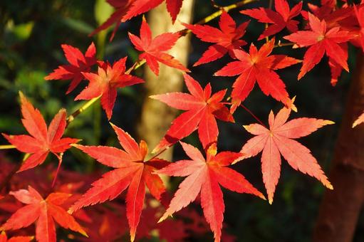 <秋のイメージ>紅葉 <秋のイメージ>紅葉 紅葉,紅葉狩り,グラデーションの写真素材