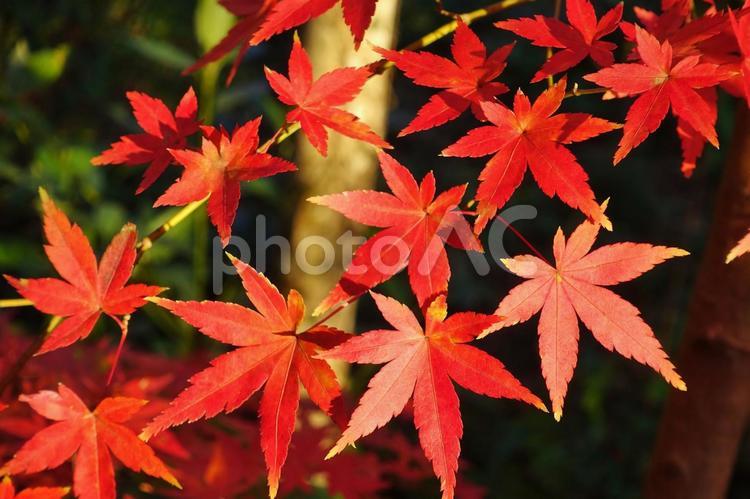 ＜秋のイメージ＞紅葉 紅葉,紅葉狩り,グラデーションの写真素材