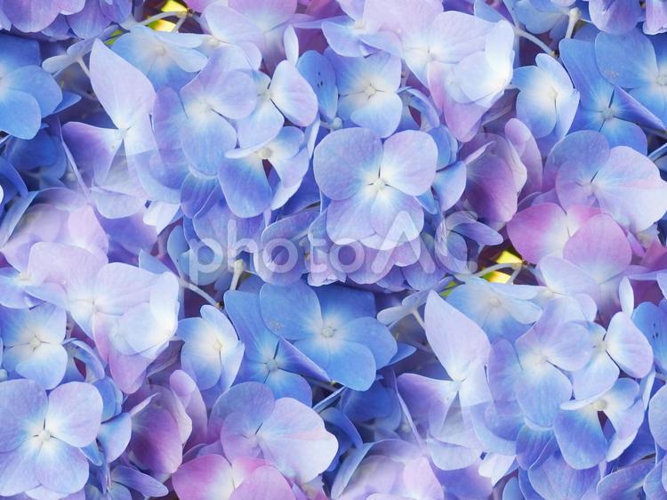 花の背景素材（シームレス） 背景,花,シームレスの写真素材