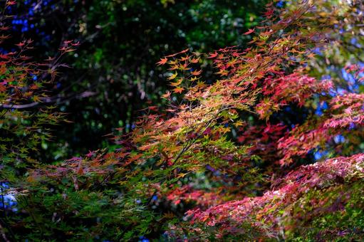 紅葉 紅葉,背景,素材の写真素材