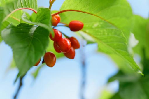 Photo, cherry, scarlet cold cherry, real, 