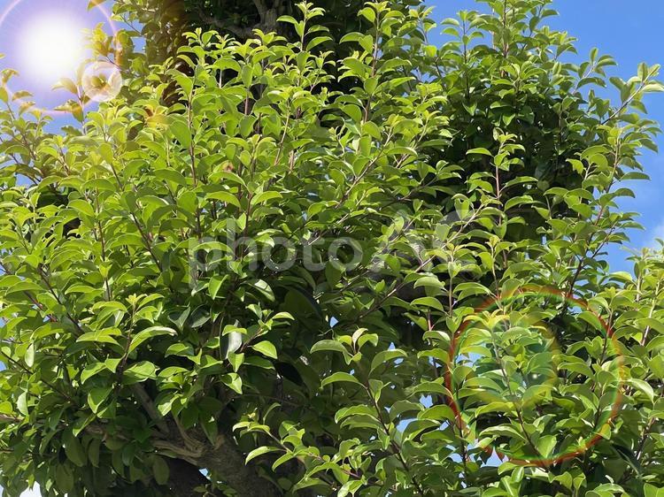 初夏の木々の葉と太陽の光 木洩れ日,緑,グリーンの写真素材