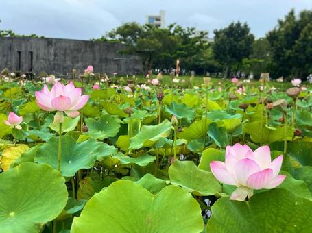 荷花盛開公園 荷花盛開公園
