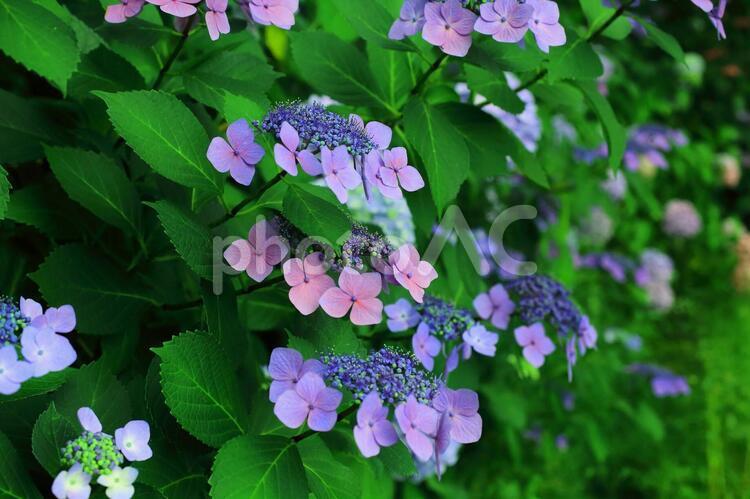 ガクアジサイ　紫陽花 アジサイ,紫陽花,ガクアジサイの写真素材