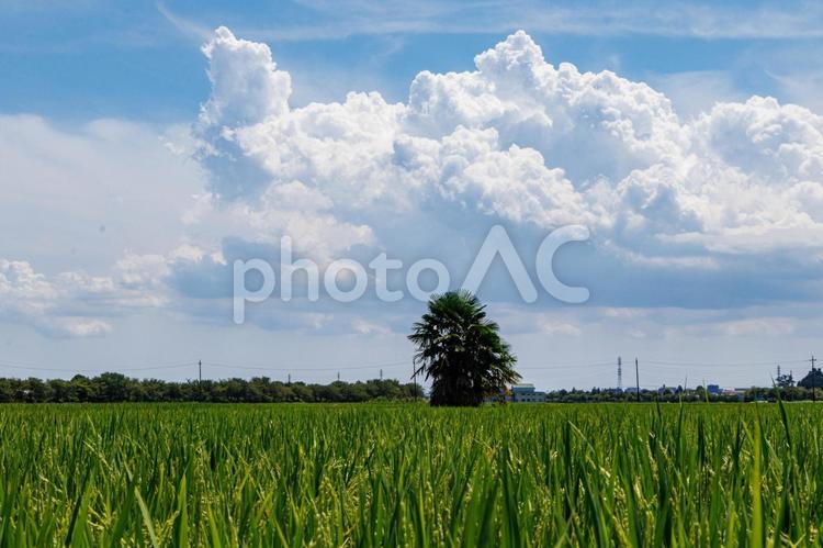 実り始めた稲穂と青空と白い雲 稲,稲穂,田んぼの写真素材