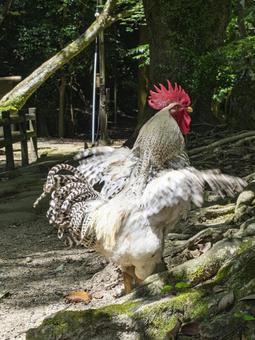 Photo, a shrine, cock, flapping, 