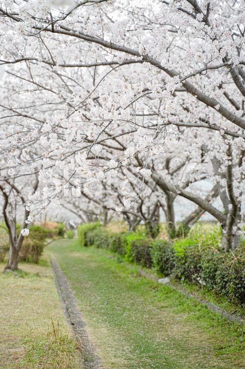桜並木の風景 ありがとう,桜並木,入学の写真素材