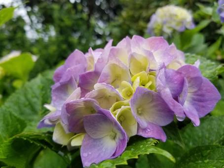 紫陽花 紫陽花の写真