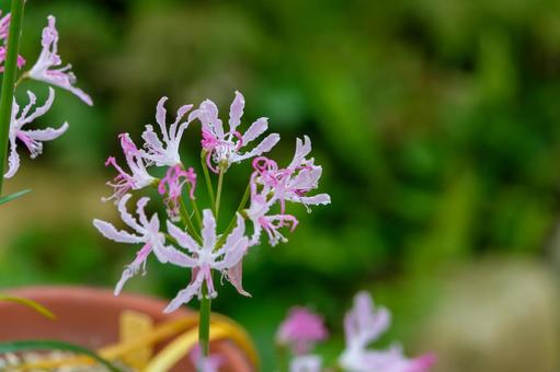 秋に咲くネリネの花 秋に咲くネリネの花の写真