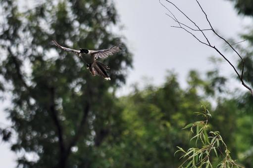 飛び出すオナガ 飛び出すオナガ オナガ,尾長,鳥類の写真素材