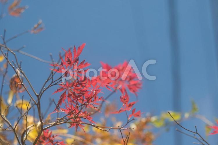 鮮やかな赤の色に紅葉したもみじの葉 秋,山里,もみじの写真素材
