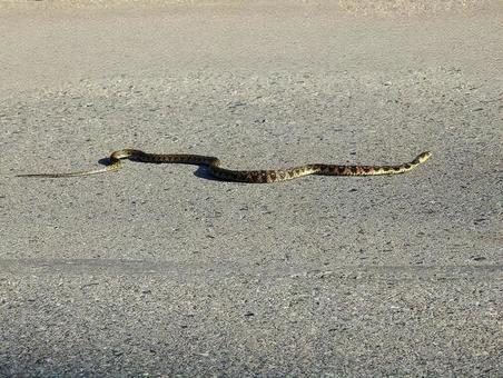 Photo, yamakagashi, yamakashi, red snake, 