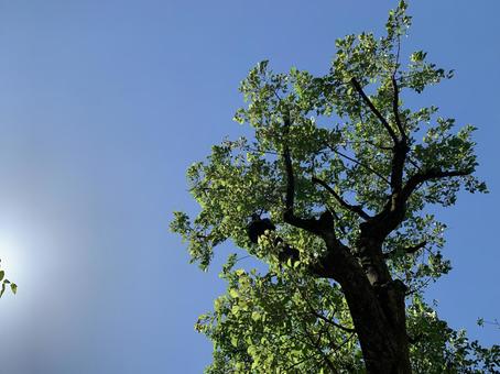 Photo, aozora, sky, wood, 