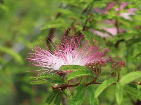 Plant Silk Tree, JPG Plant Silk Tree, JPG