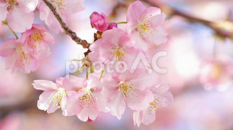 早咲き桜-548 桜,さくら,河津桜の写真素材