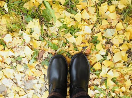 足元の銀杏 銀杏,イチョウ,落ち葉の写真素材