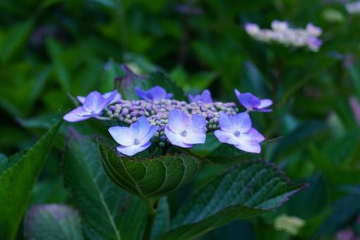 アジサイの花 アジサイの花の写真