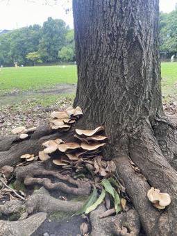キノコ キノコ 公園,キノコ,木の子の写真素材