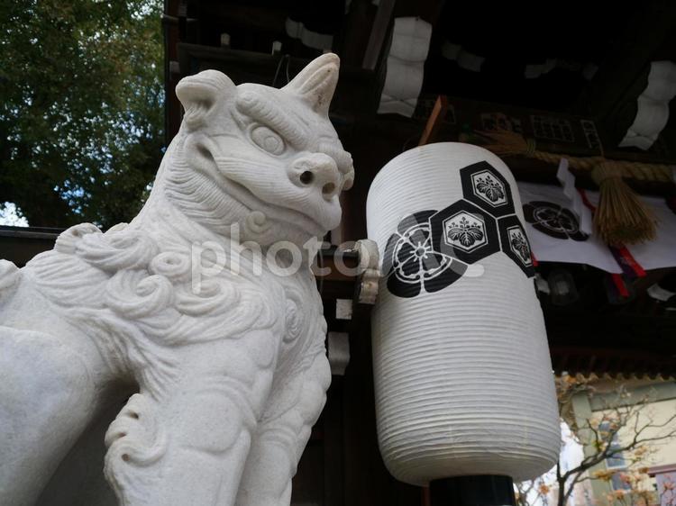 福岡県　櫛田神社南神門の狛犬 櫛田神社,博多の総氏神様,博多の総鎮守の写真素材