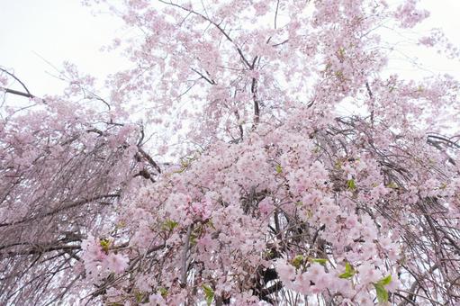 桜の写真