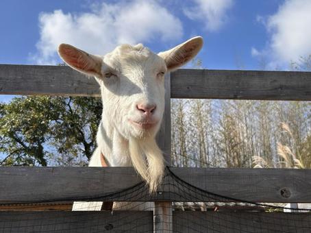 ヤギ（アップ） 白ヤギ,田舎,飼っているの写真素材