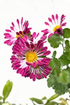 ピンポンマム菊 植物,花,花びらの写真素材