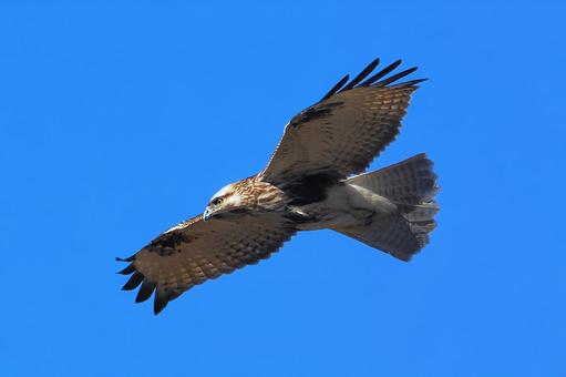 ノスリの飛翔 ノスリ,飛翔,滑空の写真素材