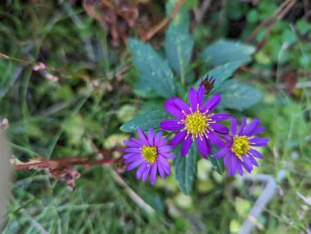草花 草花の写真