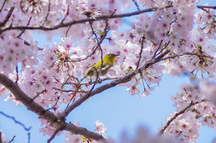 花が咲いた桜の木にとまる野鳥、メジロ メジロ,桜,ソメイヨシノの写真素材