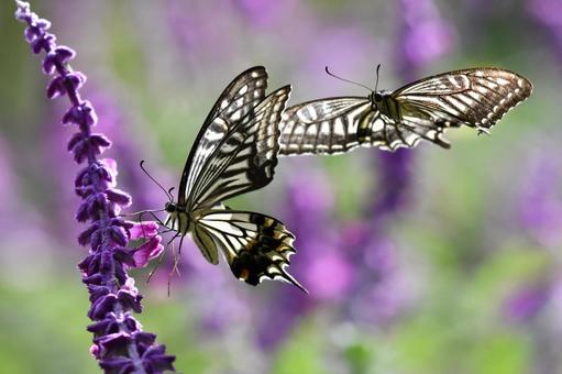 アゲハチョウ ナミアゲハ,蝶,アゲハチョウの写真素材