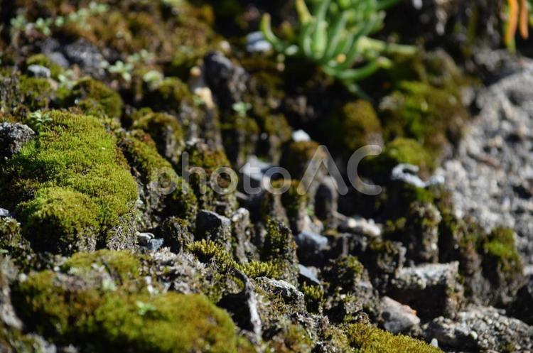 苔の世界 苔,japan,ゴツゴツの写真素材