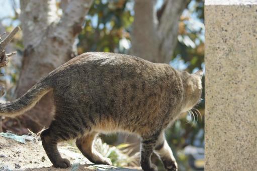 ねこ ねこ にゃんこ,可愛い,野良猫の写真素材