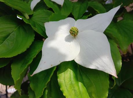 Photo, yamabashi, mountain law flowers, late summer, 