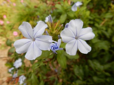 【花の写真】ルリマツリ（瑠璃茉莉）の写真