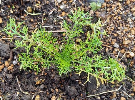 カモミールの苗 カモミール,ハーブ,家庭菜園の写真素材