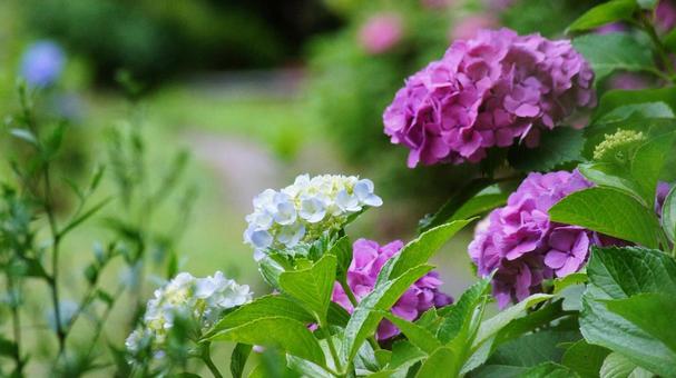 紫陽花の花-367 紫陽花の花-367の写真