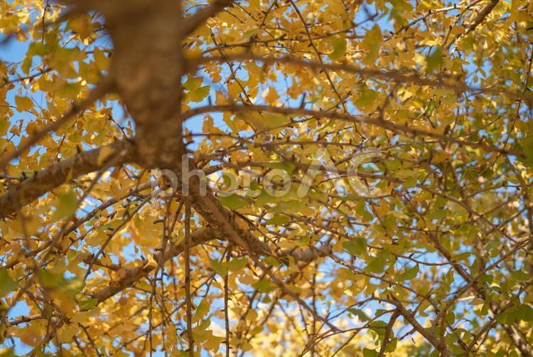紅葉した秋のイチョウの木 イチョウ,いちょう,秋の写真素材