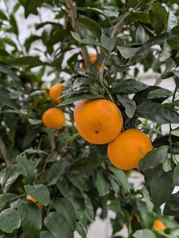 みかん みかん,果物,果実の写真素材