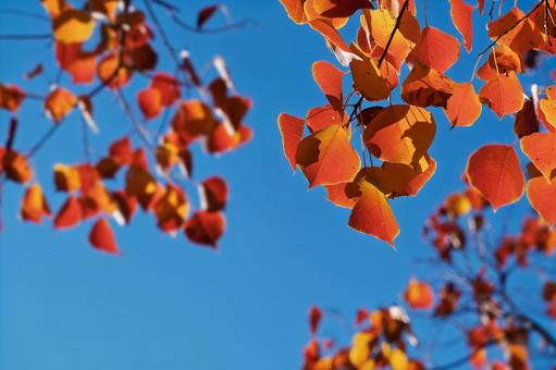 ナンキンハゼ ナンキンハゼ,紅葉,葉の写真素材