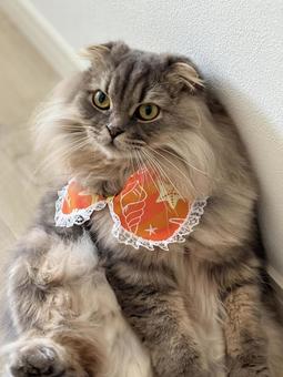 首に飾りをつけている猫 首に飾りをつけている猫 猫,かわいい,ふわふわの写真素材