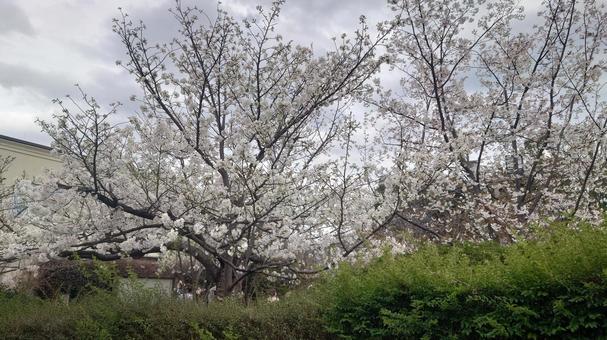 サクラ サクラ,桜,花見の写真素材